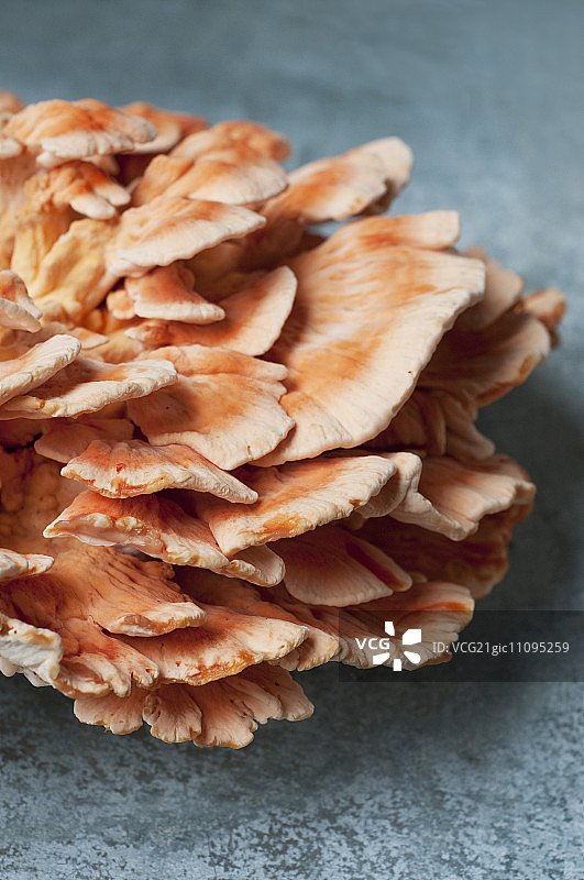 树鸡菇图片素材