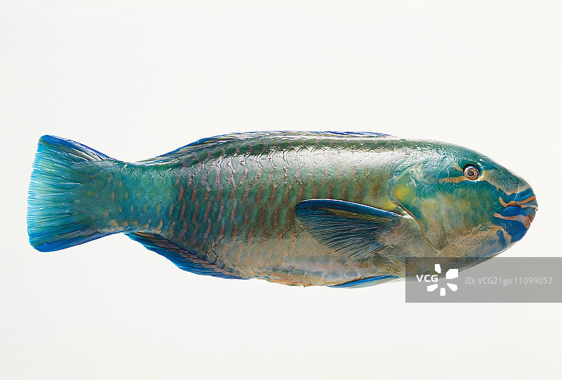 鹦鹉鱼图片素材