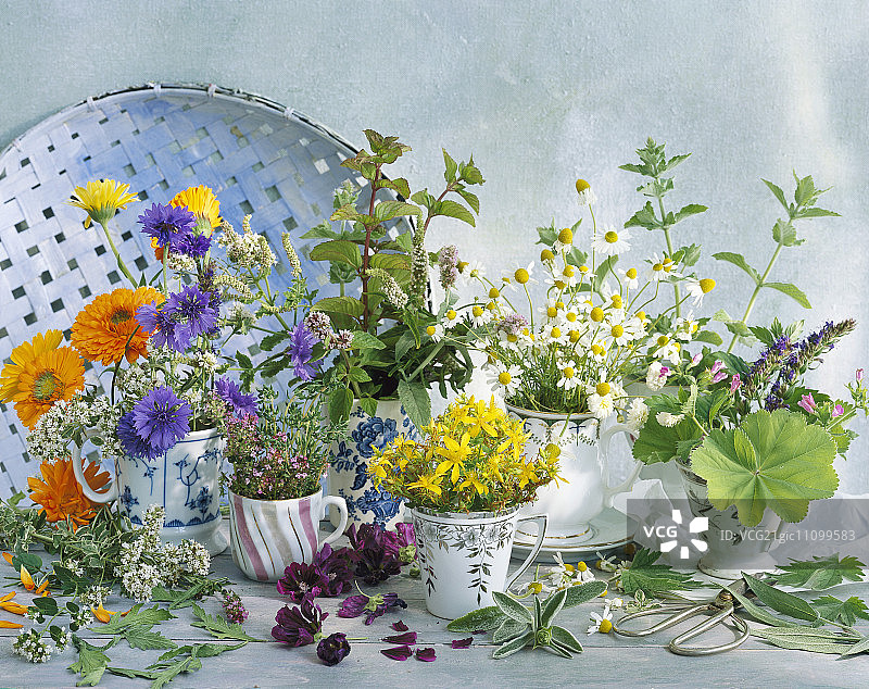 盛满各种草本的杯子（万寿菊、牛至、矢车菊、薄荷、圣约翰草、锦葵花、洋甘菊、鼠尾草和羽衣草）图片素材