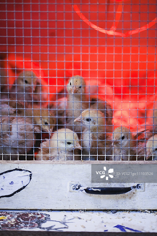 加热器下的小鸡图片素材
