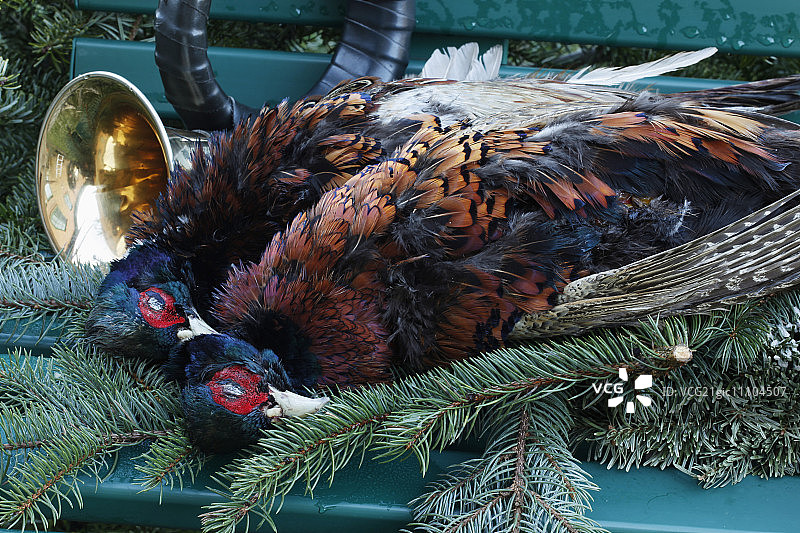 花园长椅上的野鸡和狩猎号角图片素材