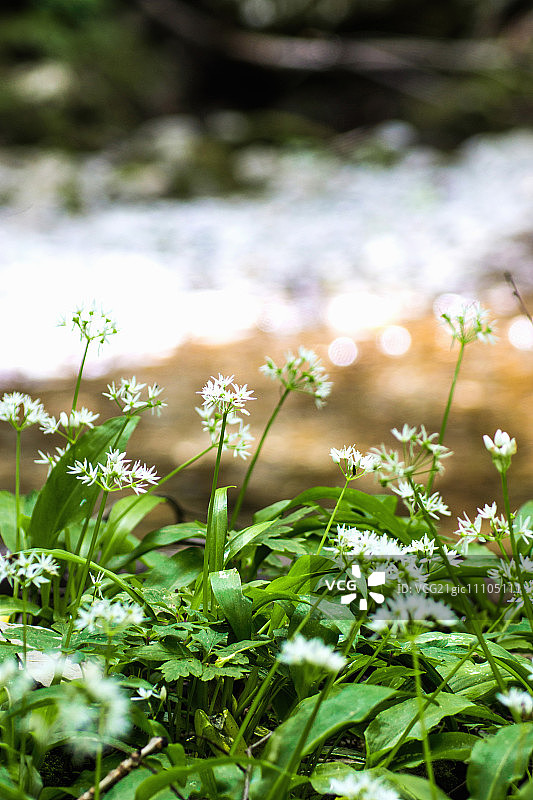 树林中的熊葱（野生大蒜）图片素材
