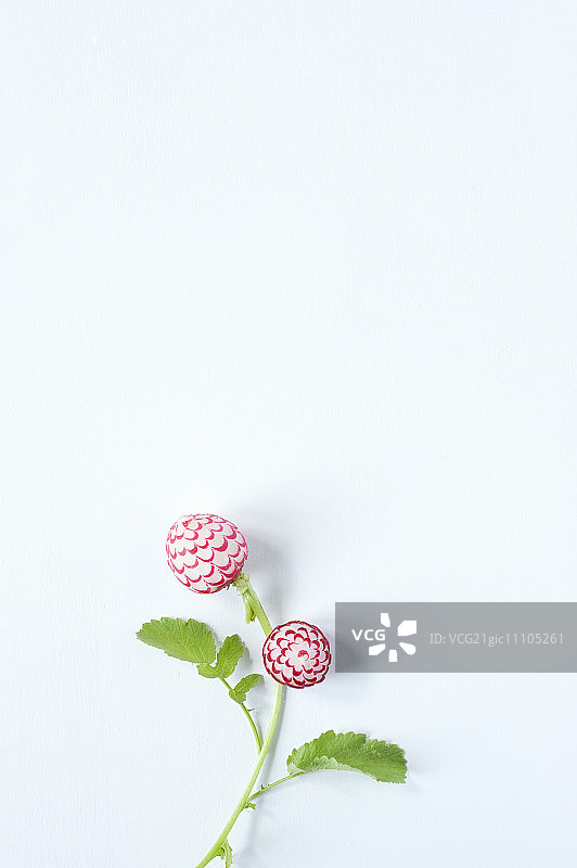 两朵萝卜花图片素材