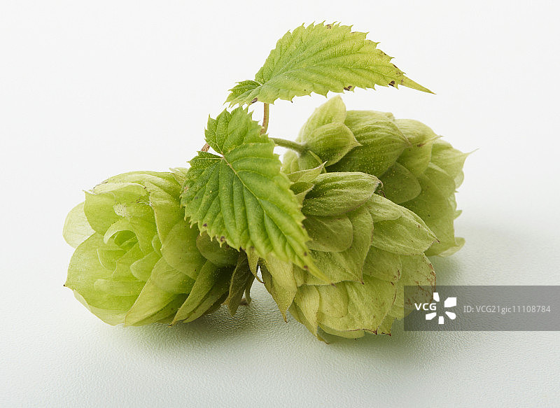 三个蛇麻花球图片素材