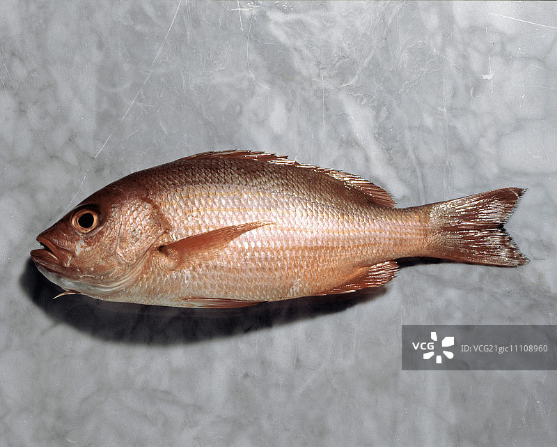 完整红鲷鱼图片素材