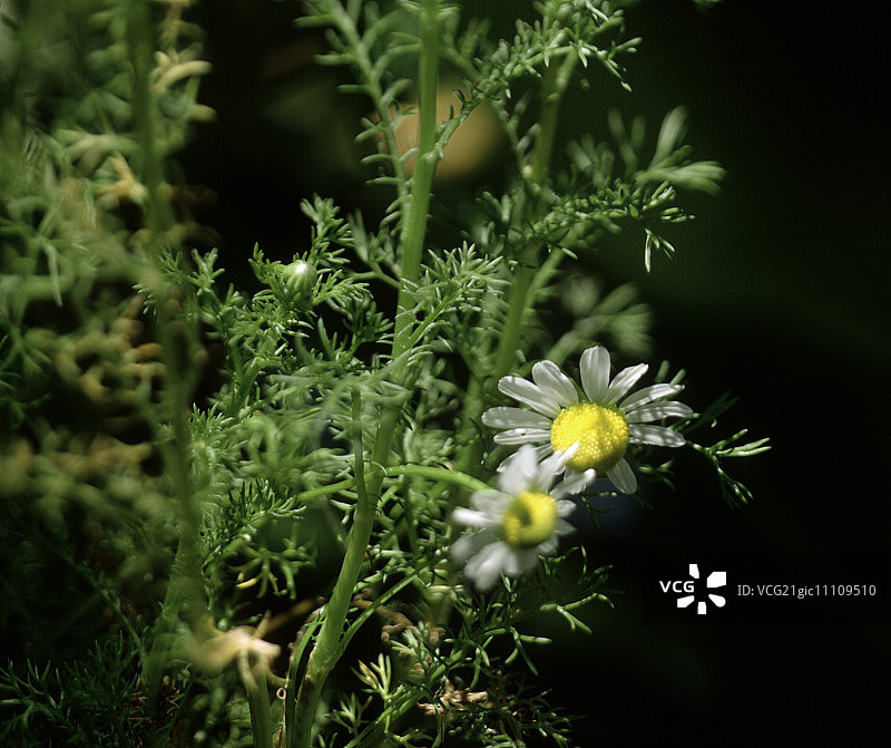 洋甘菊图片素材