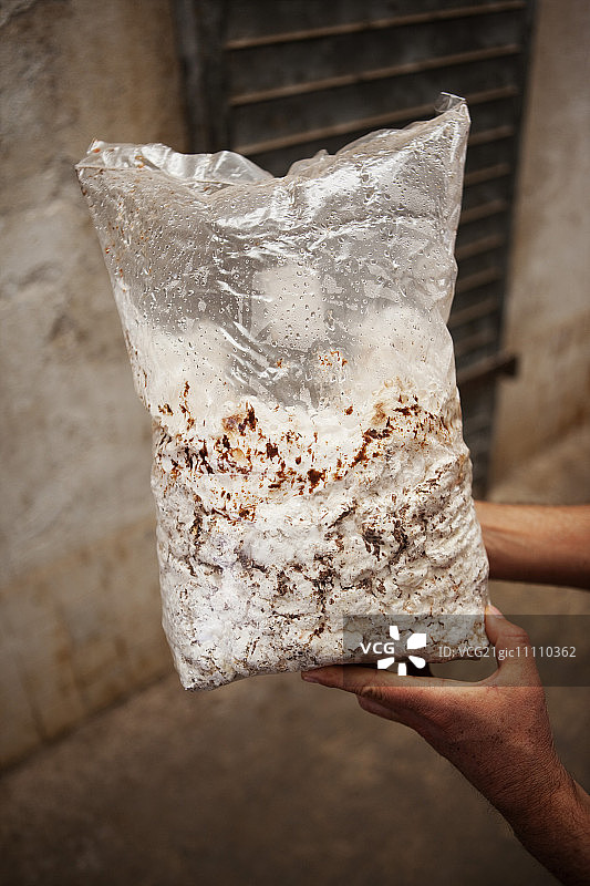 一双手拿着装有蘑菇孢子的塑料袋（墨西哥蘑菇农场）图片素材