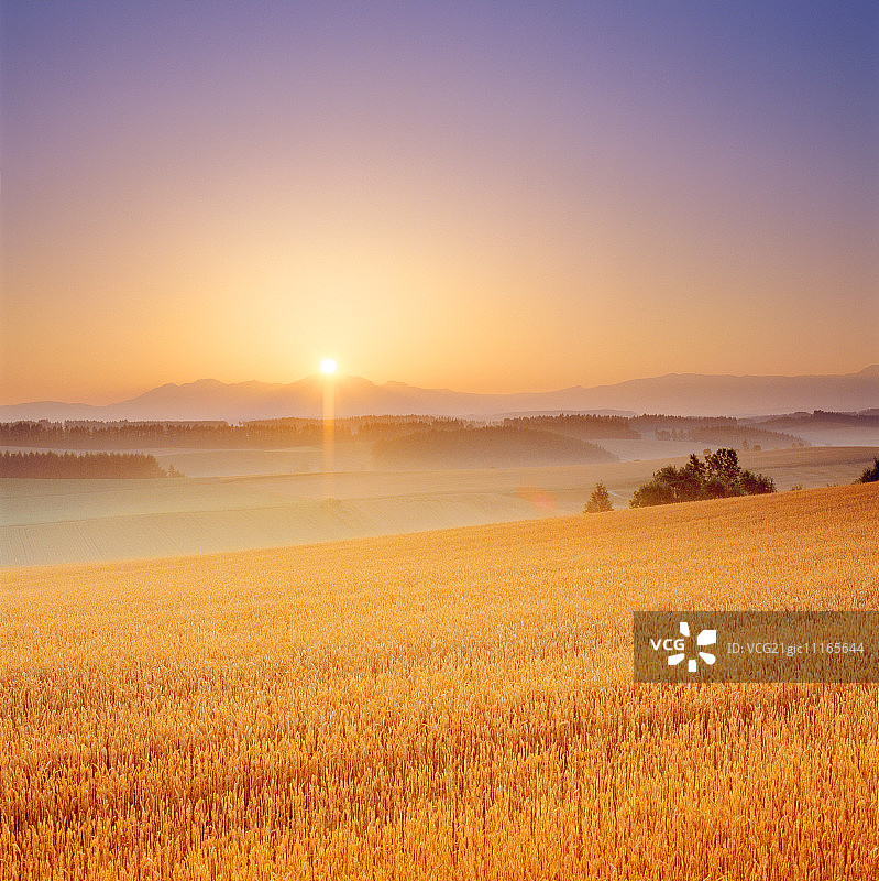 日出时分的大雪山麦田图片素材