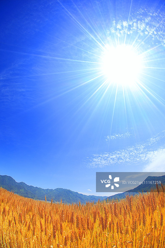 阳光下的麦田和托科山图片素材