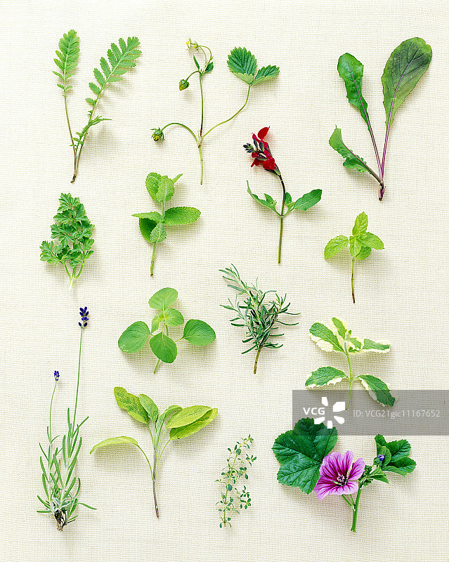各种草药图片素材