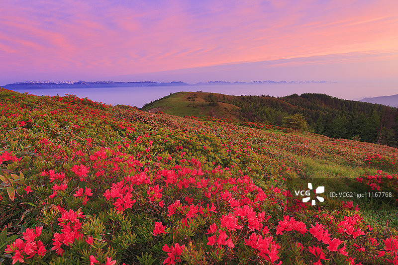 日本杜鹃花、穗高山脉和枪岳图片素材