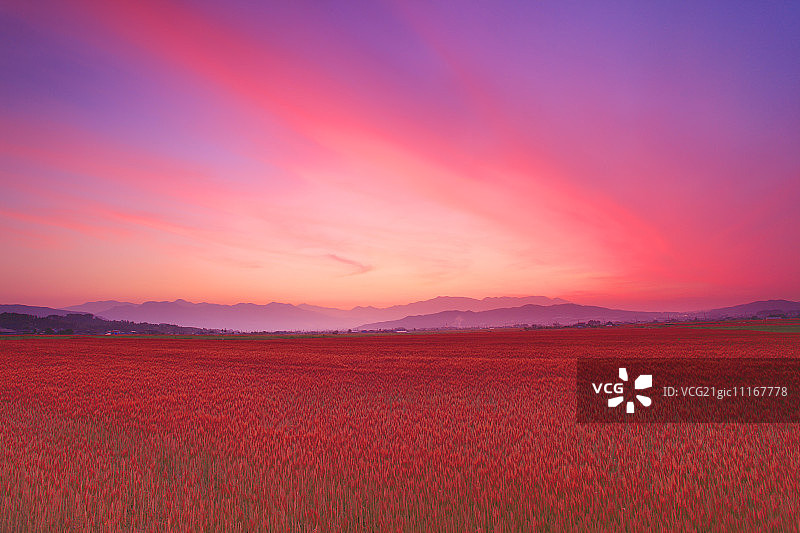 吾妻山、浅间山和晨光中的麦田图片素材