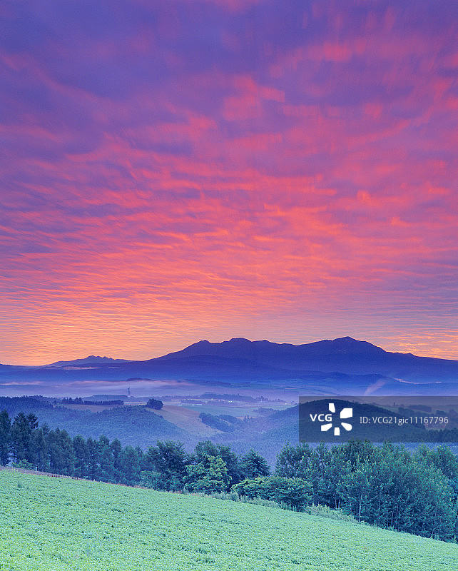 拂晓时分的大雪山马铃薯田图片素材