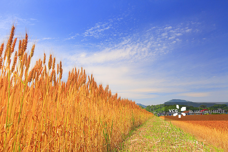麦田和别所线列车图片素材