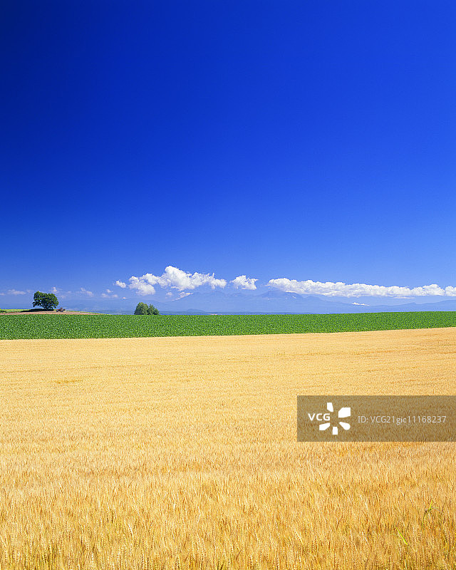 夏季的大雪山与麦田图片素材