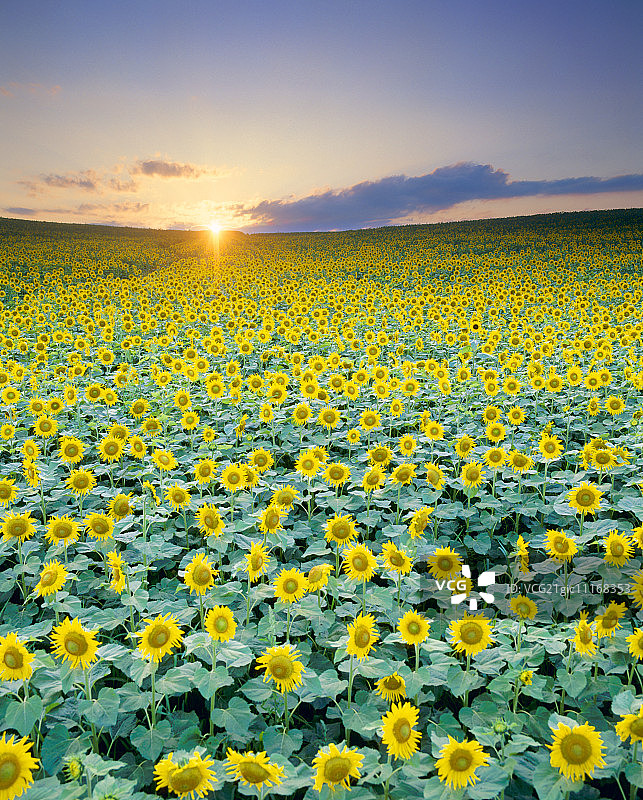 夕阳下的向日葵田图片素材