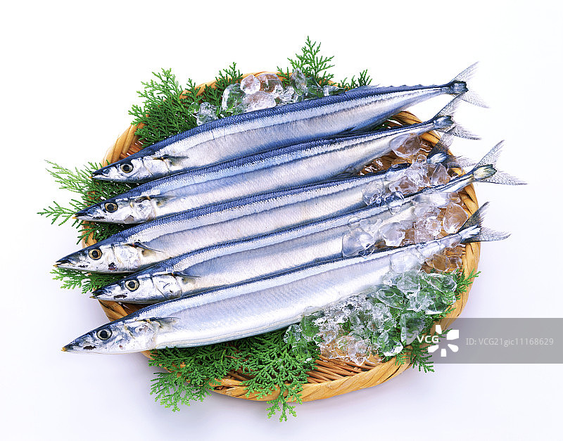 冰鲜太平洋竹刀鱼图片素材