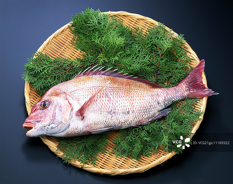 红鲷鱼图片素材