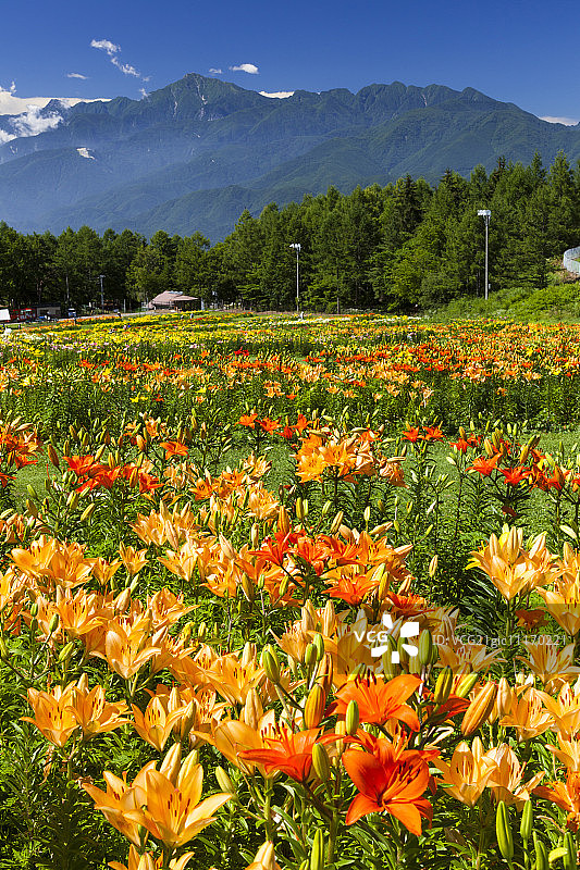 富士见高原度假村的百合花田，背景是南阿尔卑斯山图片素材