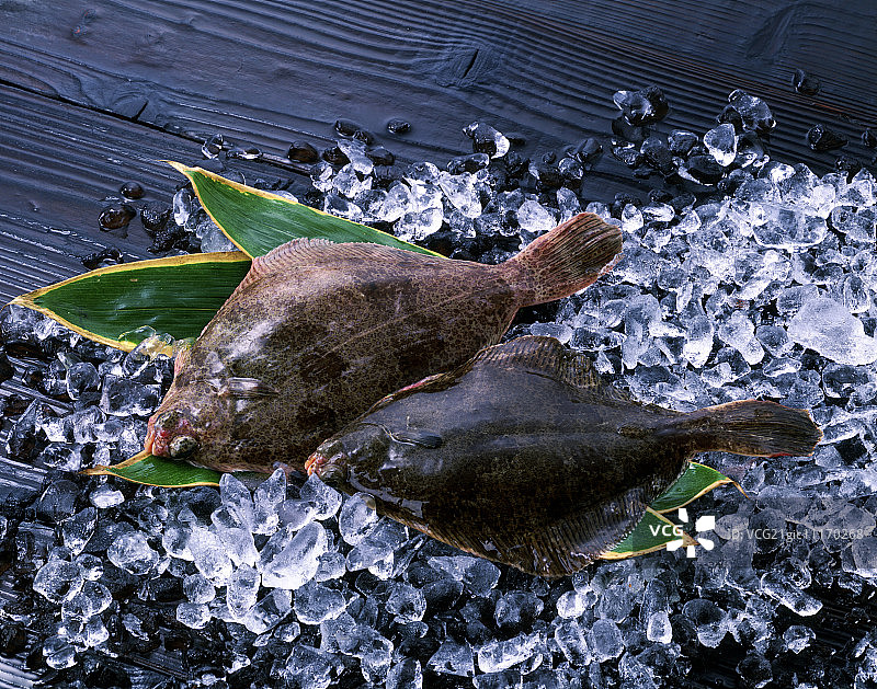 两条比目鱼在冰上图片素材