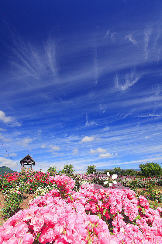 玫瑰花园图片素材
