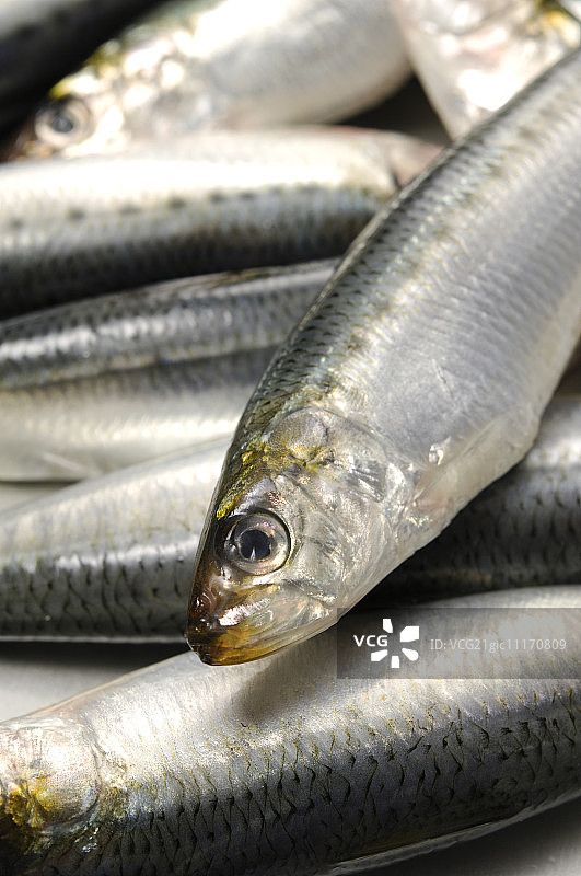 沙丁鱼图片素材