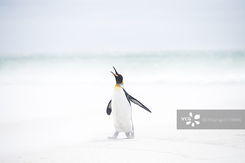 沙滩上的国王企鹅图片素材