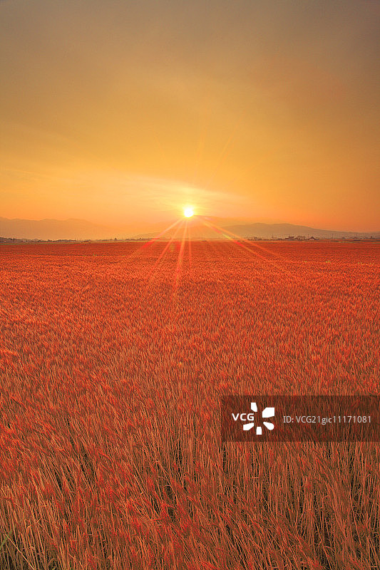 乌帽子岳和麦田的日出图片素材