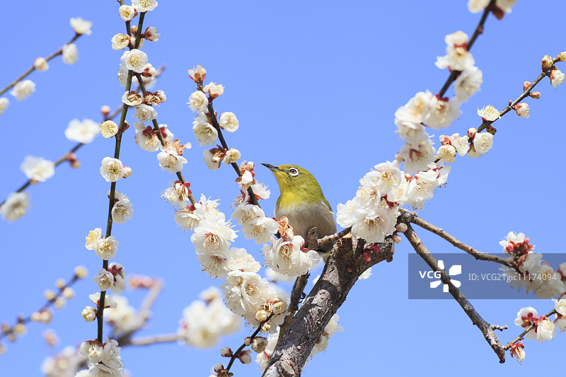 白眼鸟图片素材