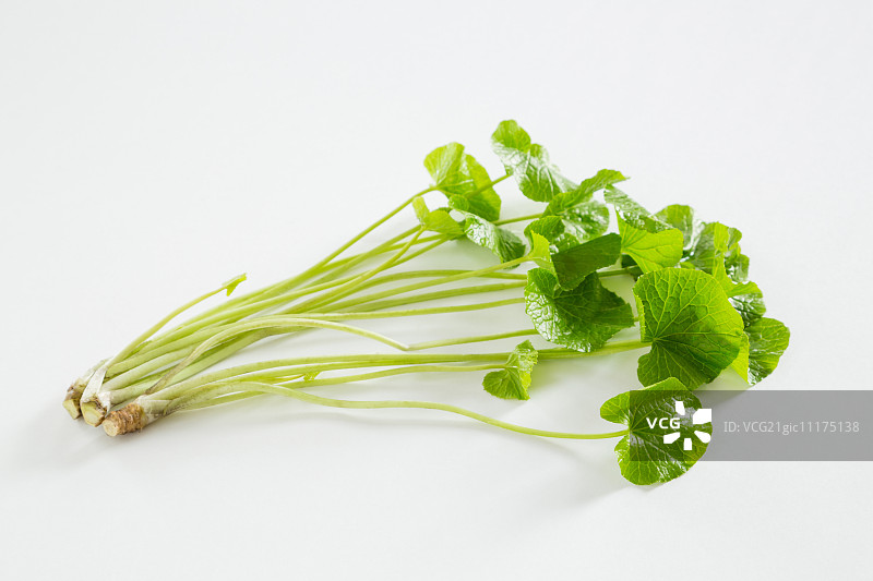 芥末绿图片素材