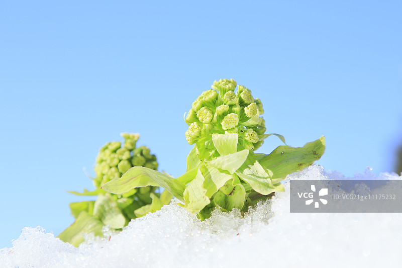 蜂斗菜嫩芽图片素材