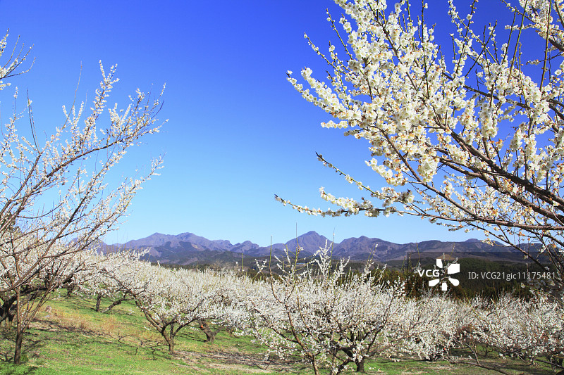 日本群马县美里梅花林图片素材