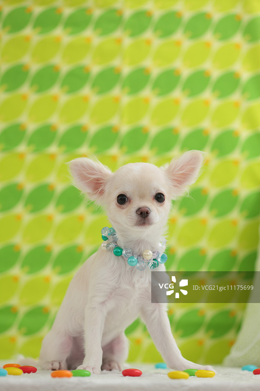 吉娃娃图片素材