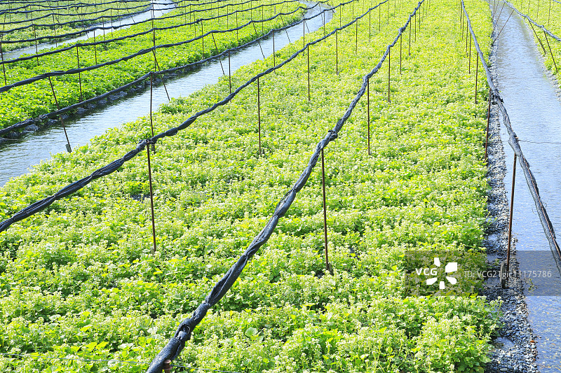 日本长野Prefecture,图片素材