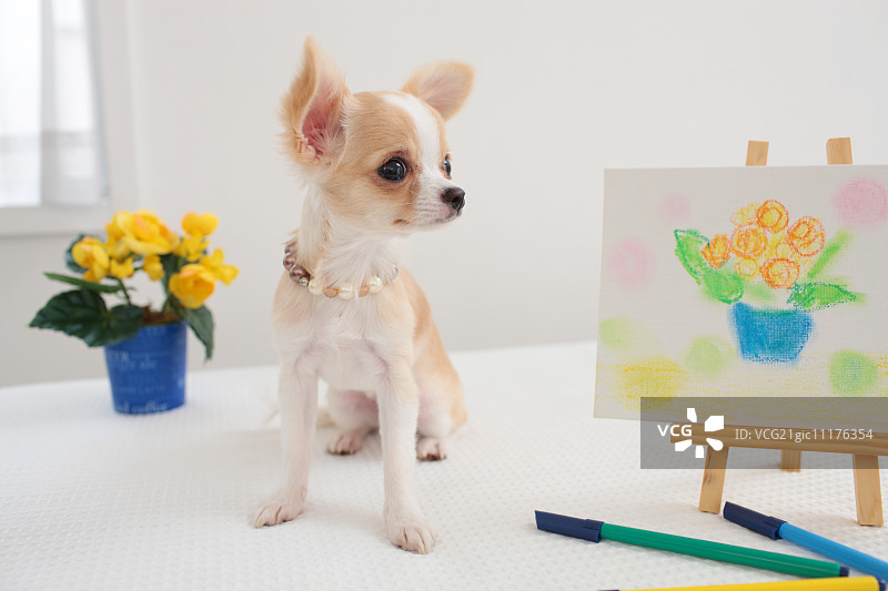 吉娃娃图片素材