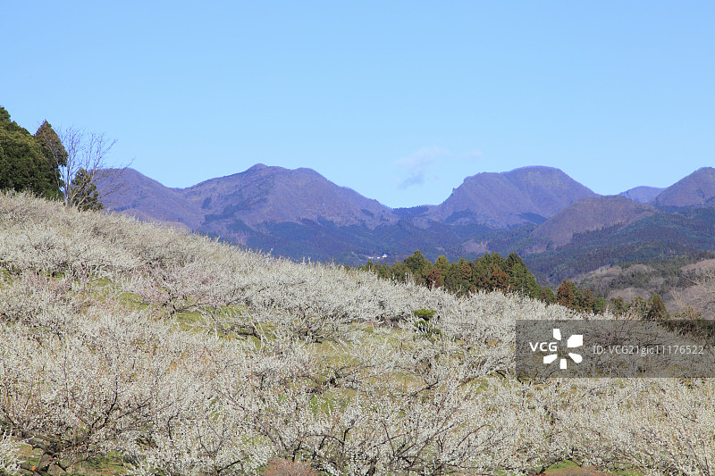 日本群马县美里梅花林图片素材