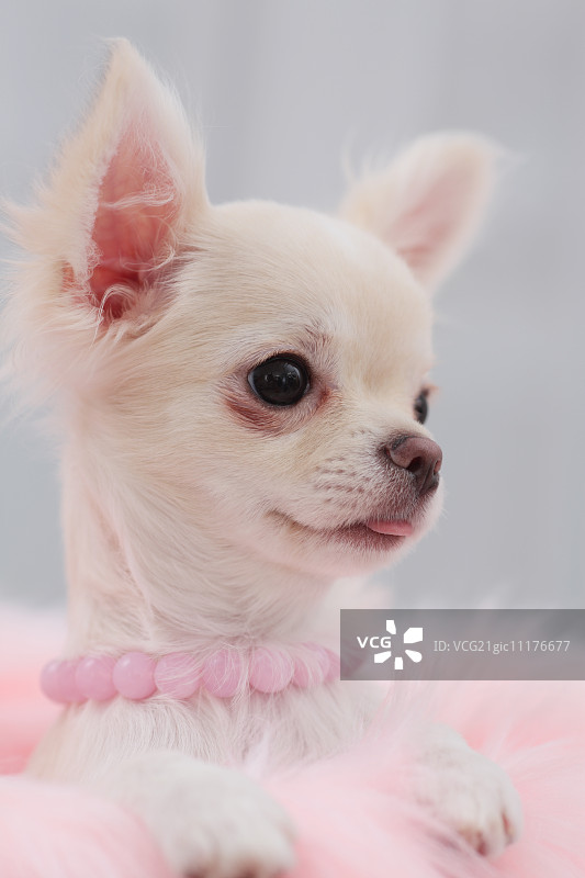 吉娃娃图片素材