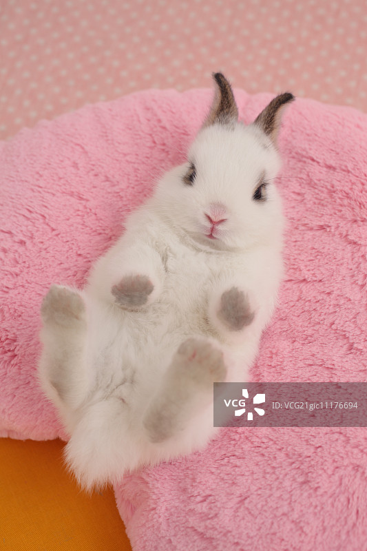 迷你兔子图片素材