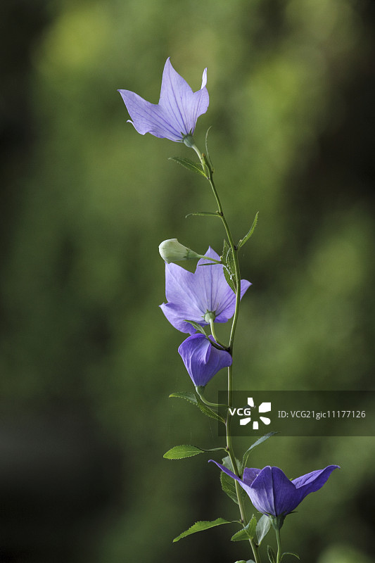 日本桔梗花图片素材