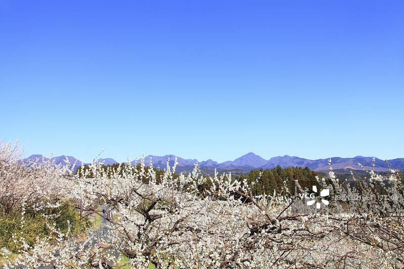 日本群马县美里梅花林图片素材