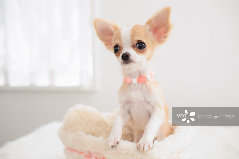 吉娃娃图片素材