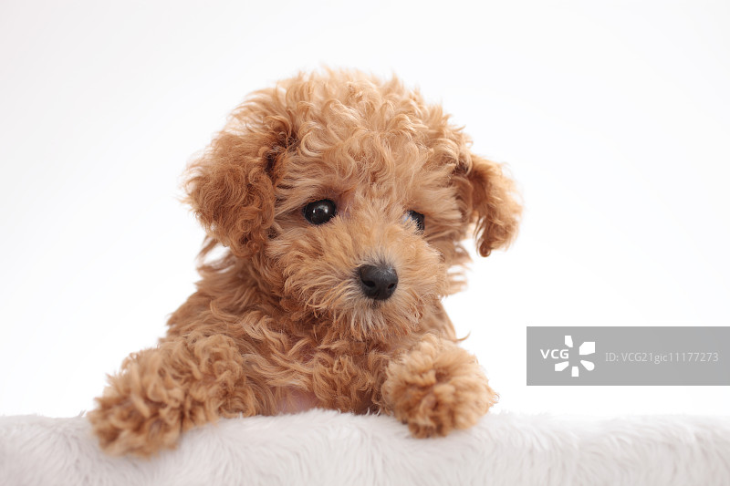 贵宾犬图片素材