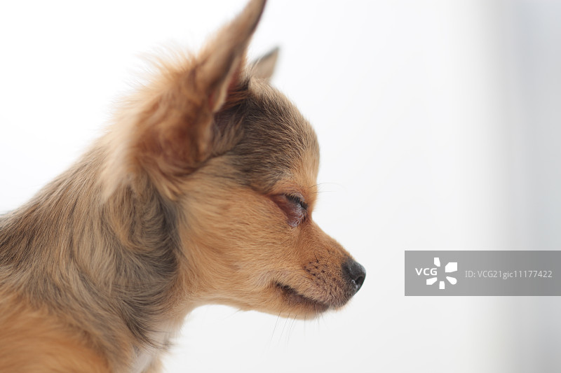 吉娃娃图片素材