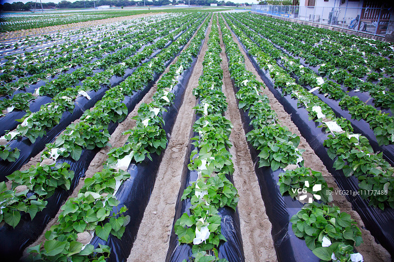 土豆田图片素材