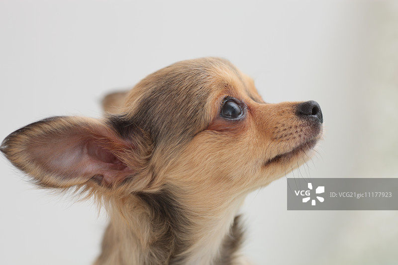 吉娃娃图片素材