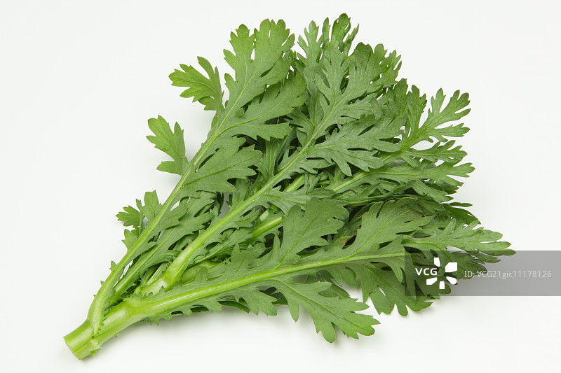 绿色菊花图片素材