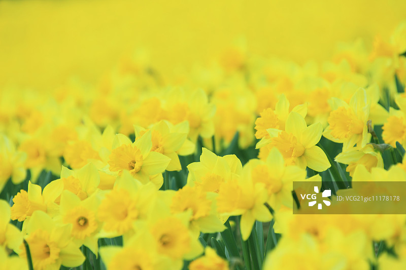 那喀索斯图片素材