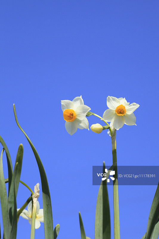 那喀索斯图片素材