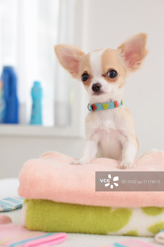 吉娃娃图片素材