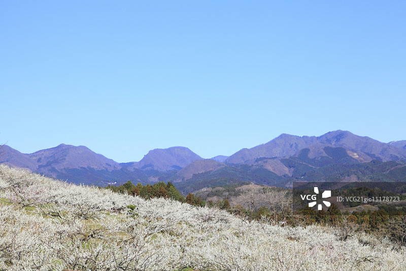 日本群马县美里梅花林图片素材